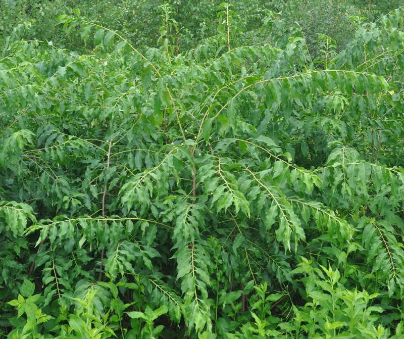 Изображение особи Euonymus maackii.