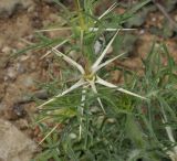 Centaurea calcitrapa