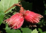 Corylus maxima