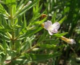 Gratiola officinalis. Часть растения с цветком. Краснодарский край, Щербиновский район, урочище Лиман Большой, сазовая степь. 12.06.2013.