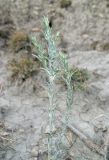 Salsola tamariscina. Отцветшее растение. Крым, окр. Феодосии, Армутлукская долина, склон с мергелевыми обнажениями. 10 сентября. 2013 г.