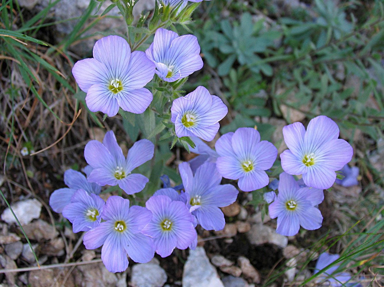 Изображение особи Linum lanuginosum.