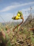 Gymnospermium odessanum. Цветущее растение на степном склоне. Украина, Одесская обл., с. Холодная Балка, берег лимана Хаджибей. 08.03.2014.