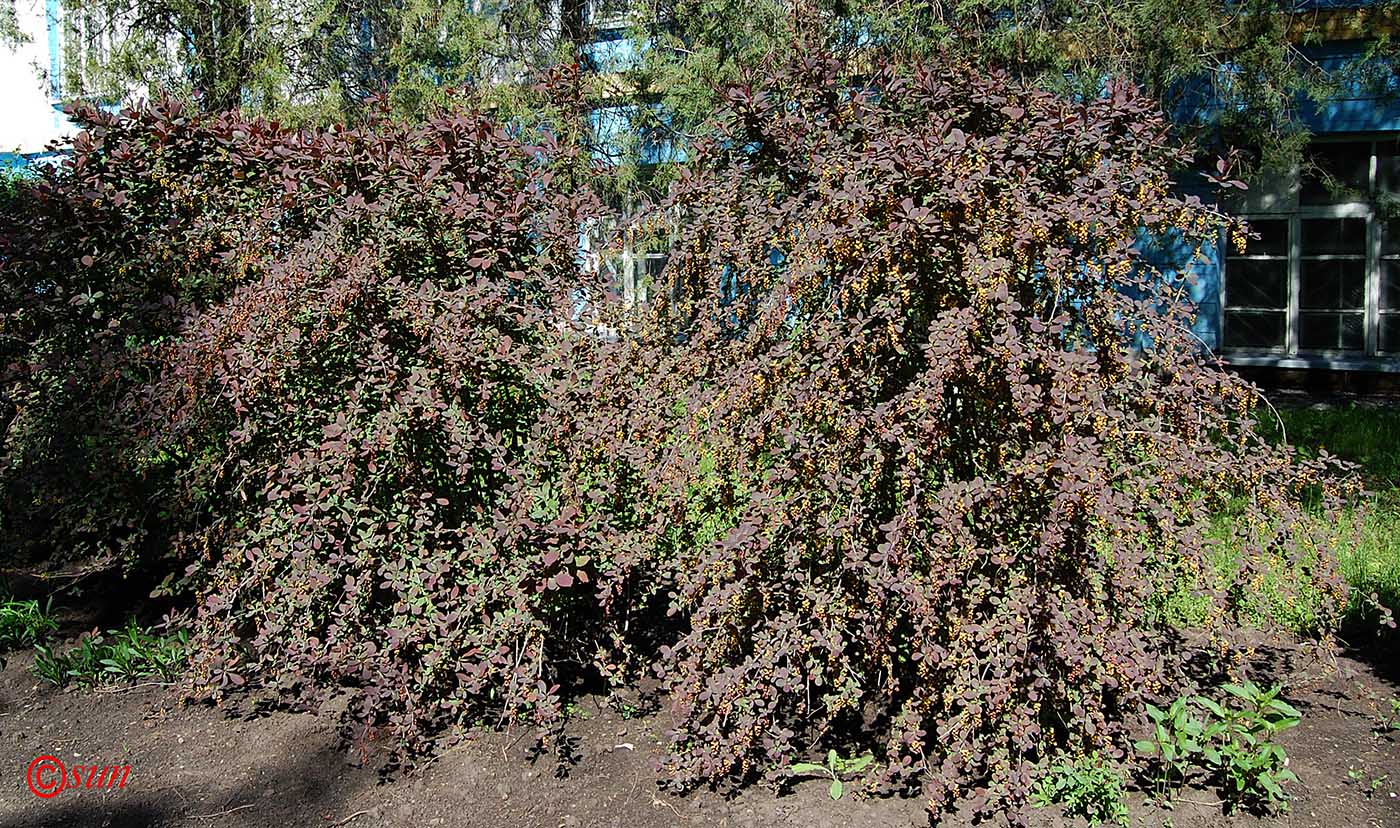 Изображение особи Berberis vulgaris.