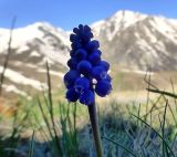 Muscari armeniacum