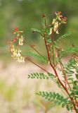 Astragalus membranaceus. Верхушки побегов с соцветиями. Амурская область, среднее течение реки Деп. 02.06.2012.