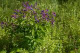 Lathyrus vernus