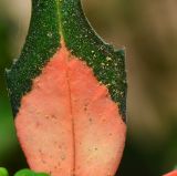 Euphorbia cyathophora. Часть пластинки присоцветного листа. Израиль, Шарон, пос. Кфар Шмариягу, в культуре. 08.06.2014.