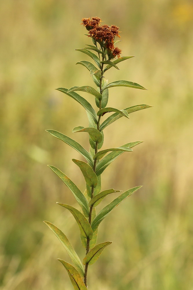 Изображение особи Inula germanica.