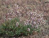 Limonium suffruticosum