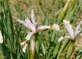 Iris pseudonotha