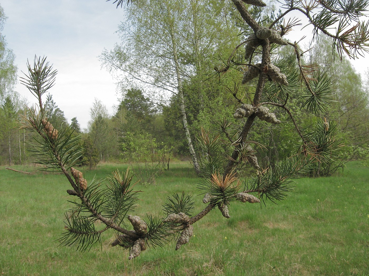 Изображение особи Pinus banksiana.
