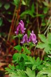 Corydalis arctica