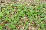 Viola uliginosa