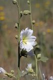 Alcea nudiflora. Цветок и часть стебля с бутонами. Южный Казахстан, хр. Боролдайтау, ущ. Кокбулак. 08.06.2008.