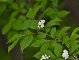 Deutzia parviflora. Ветвь с соцветием. Приморский край, Партизанский р-н, хр. Лозовый, известняковые скалы. 02.06.2016.