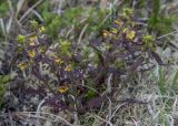 Pedicularis labradorica