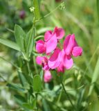 Lathyrus tuberosus