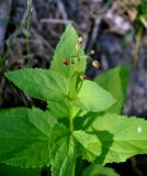 Scrophularia nodosa