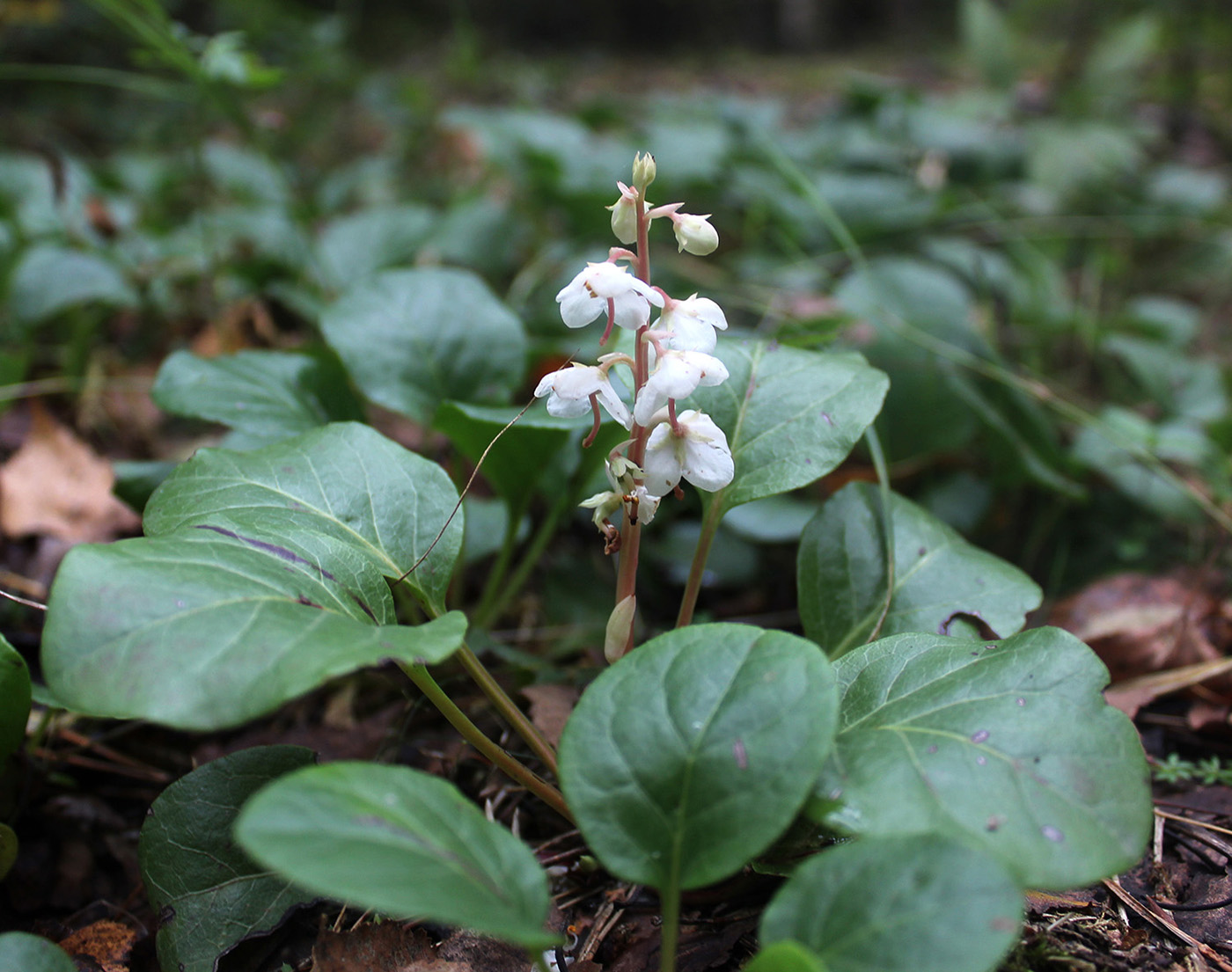 Изображение особи Pyrola rotundifolia.