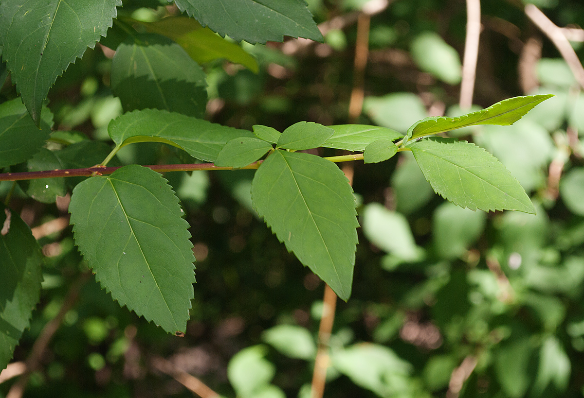 Image of Forsythia suspensa specimen.