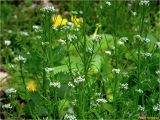 Cardamine impatiens