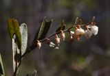 Chamaedaphne calyculata