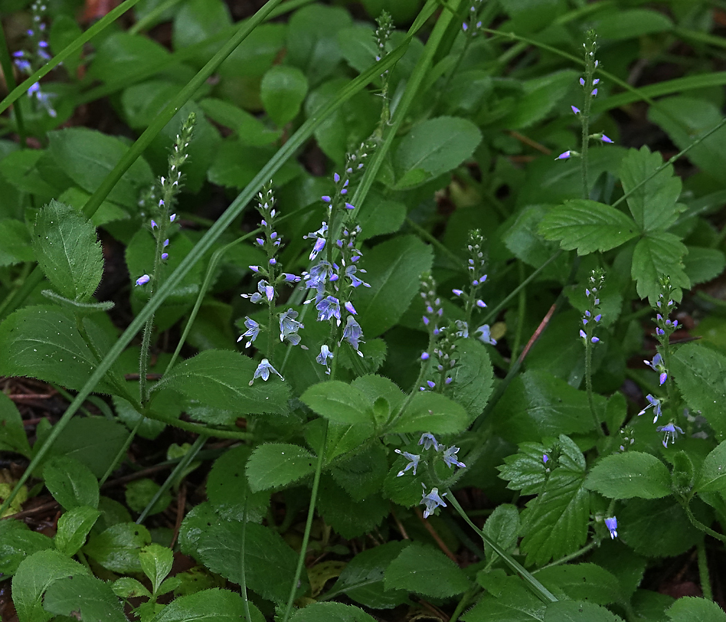 Изображение особи Veronica officinalis.