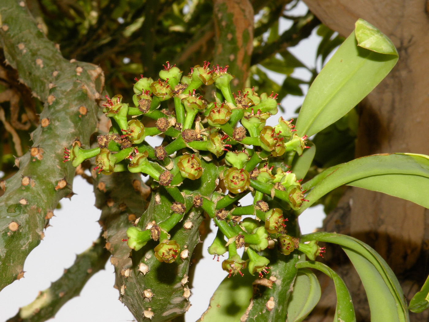 Изображение особи Euphorbia neriifolia.