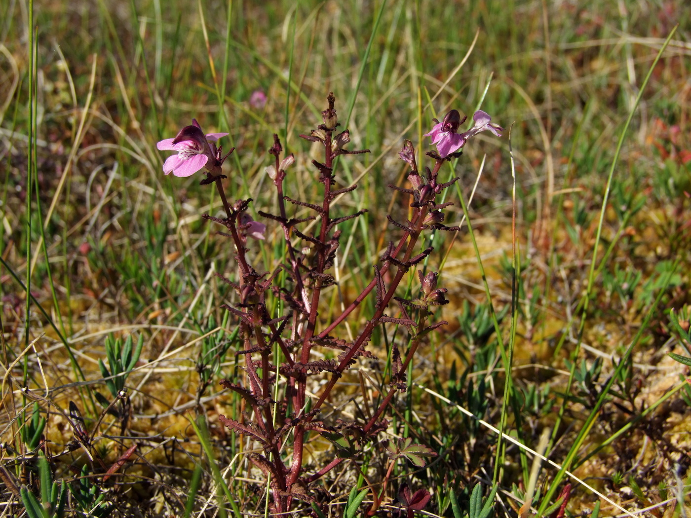 Изображение особи Pedicularis adunca.