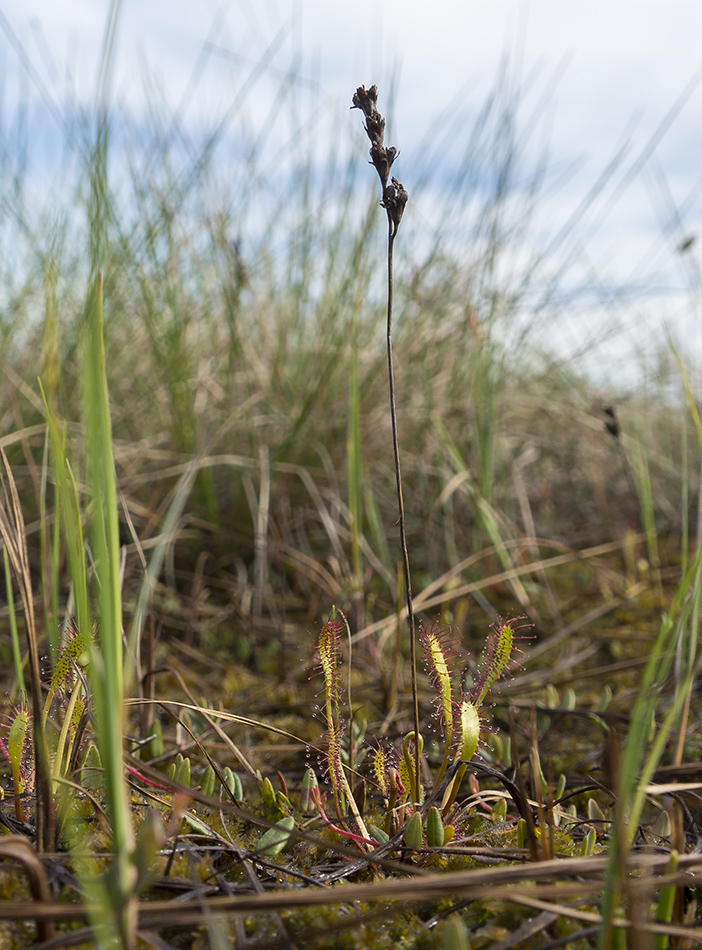 Изображение особи Drosera anglica.