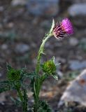 Carduus coloratus. Верхушка цветущего растения. Таджикистан, Фанские горы, ущелье Куликалон, ≈ 2700 м н.у.м., каменистый сухой склон. 04.08.2017.