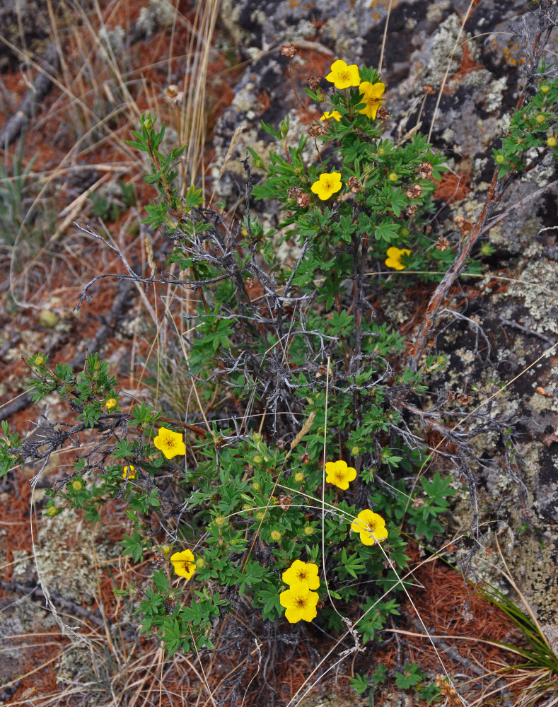 Изображение особи Dasiphora fruticosa.