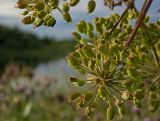 Archangelica officinalis