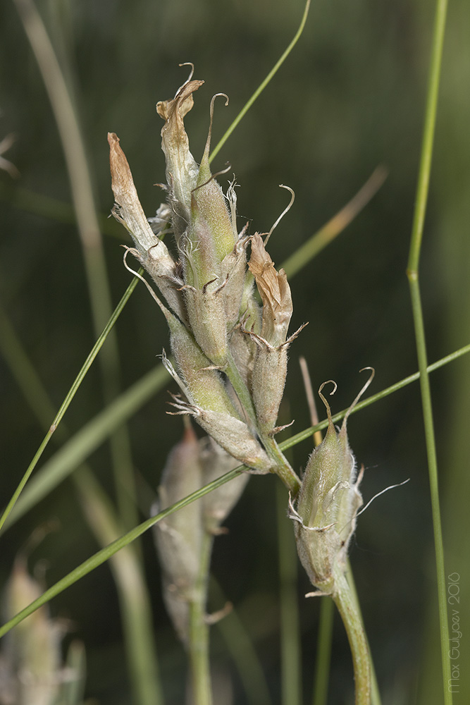 Изображение особи Astragalus pallescens.