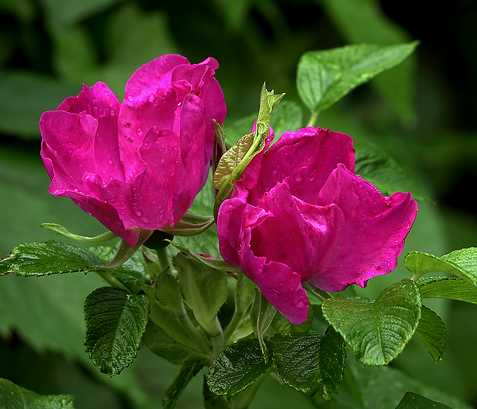 Изображение особи Rosa rugosa.