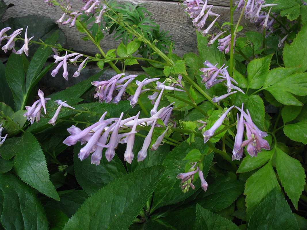 Изображение особи Corydalis temulifolia ssp. aegopodioides.