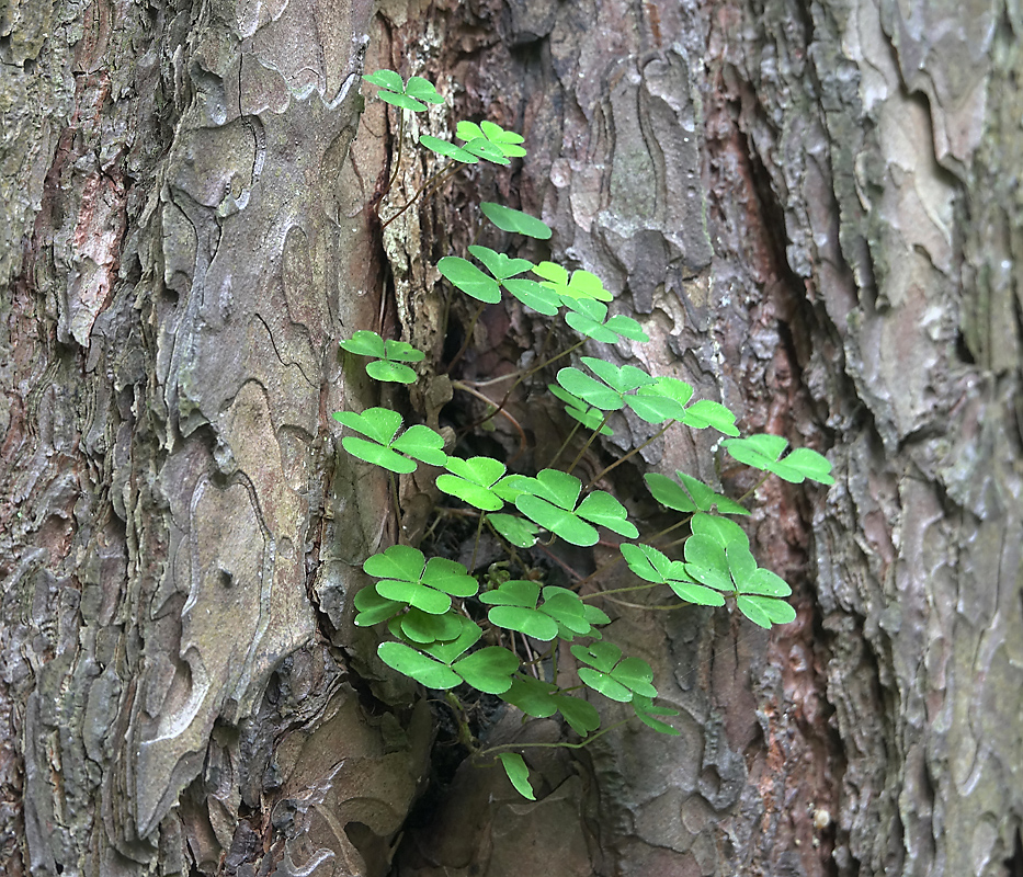 Изображение особи Oxalis acetosella.