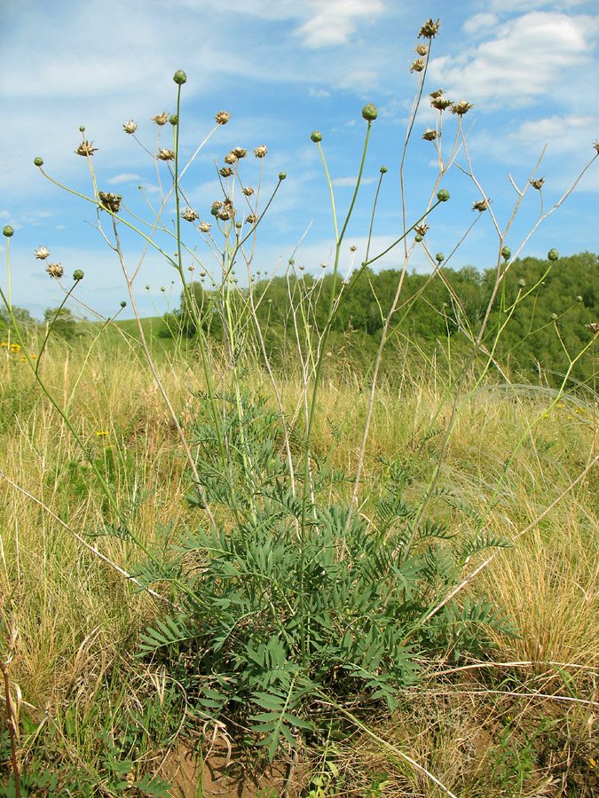 Изображение особи Rhaponticoides ruthenica.