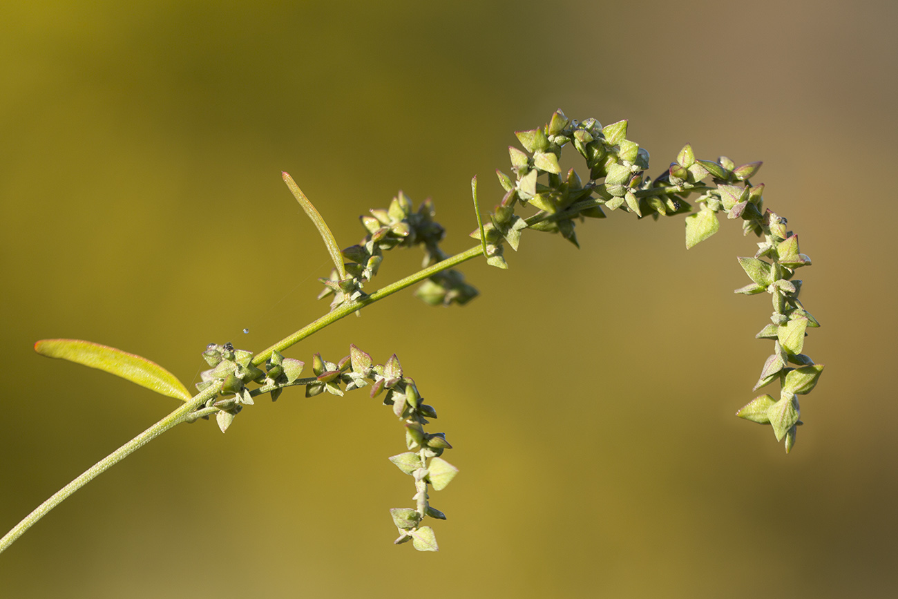 Изображение особи Atriplex sagittata.