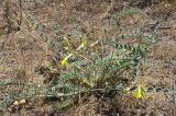 Astragalus farctus