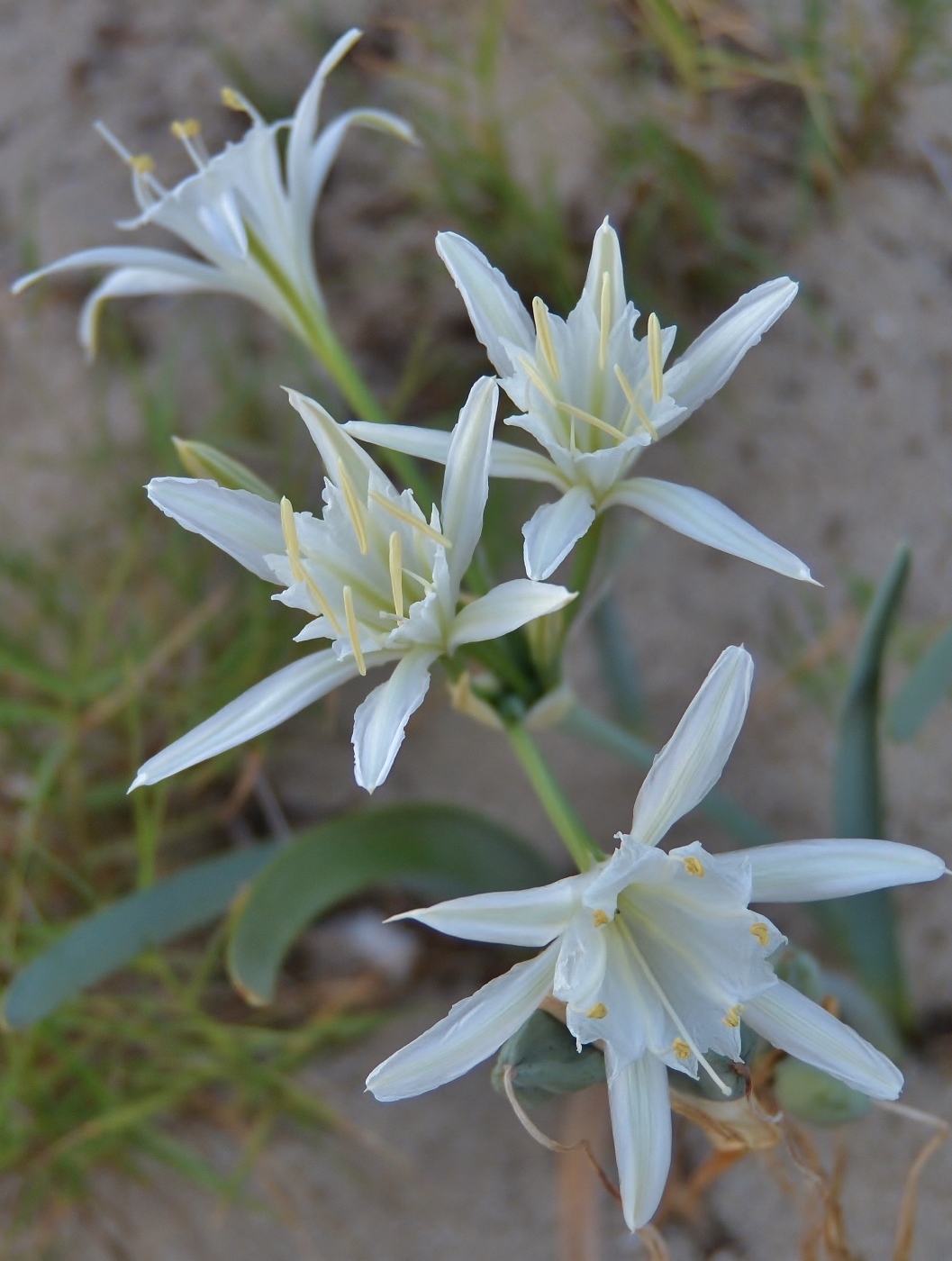 Изображение особи Pancratium maritimum.