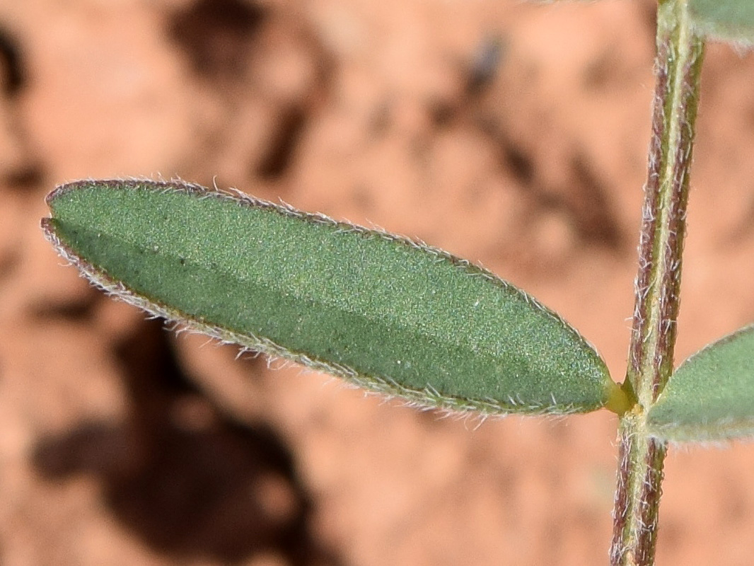 Изображение особи Astragalus commixtus.