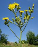 Sonchus palustris