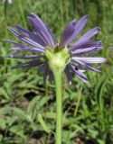 Aster alpinus