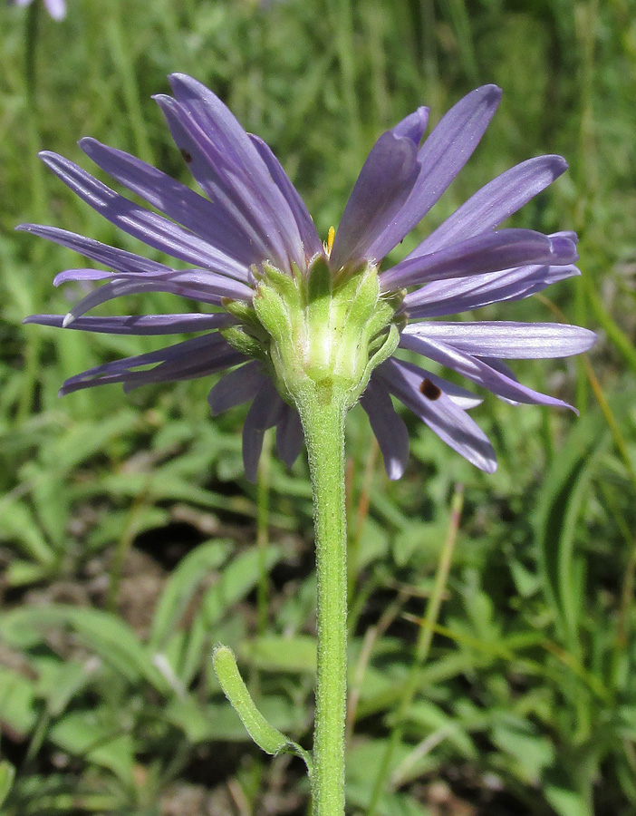 Изображение особи Aster alpinus.