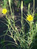 Tragopogon подвид major