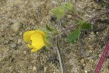 Potentilla stolonifera. Верхушка цветущего побега. Сахалинская обл., Охинский р-н, окр. г. Оха, побережье Охотского моря, юго-западный берег залива Кету (Первая бухта), верхняя часть приморской сопки. 24.07.2017.