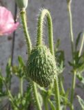 Papaver rhoeas