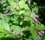 Weigela praecox. Побеги с отцветшими соцветиями и прошлогодними плодами. Тверская обл., г. Тверь, Заволжский р-н, ботанический сад ТвГУ, в культуре. 1 июня 2019 г.